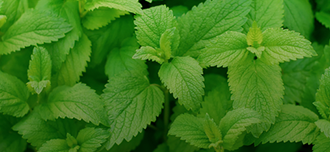 Saison Lemon Balm