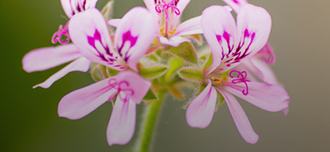 Saison Rose Geranium