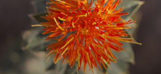 Saison Safflower